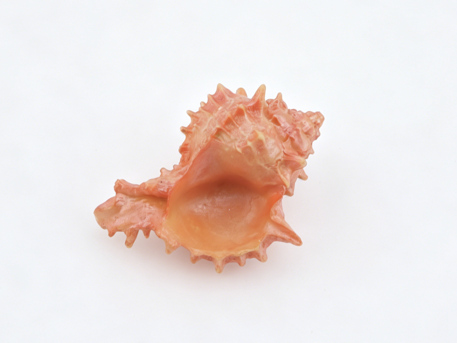 American Girl Seaside Cabana Conch Shell for 18" Doll Today Collection