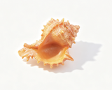 Spiky Pinkish Brown Large Conch Shell Prop FOR 18'' DOLL | Seaside Cabana Beach Scene Accessory