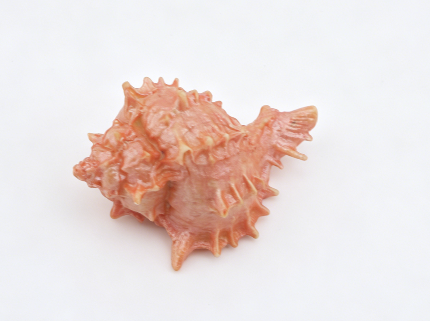 American Girl Seaside Cabana Conch Shell for 18" Doll Today Collection