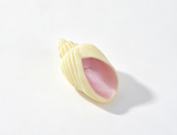 Mini Cream Conch Shell Prop FOR 14.5'' DOLL | Ocean Beach Treasure Scene Accessory