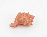 American Girl Seaside Cabana Conch Shell for 18" Doll Today Collection