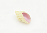 American Girl a Shell Conch for 14.5'' doll Wellie Wishers Ocean Treasure