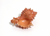 Seaside Cabana Conch Shell FOR 18'' DOLL Today Collection Accessory